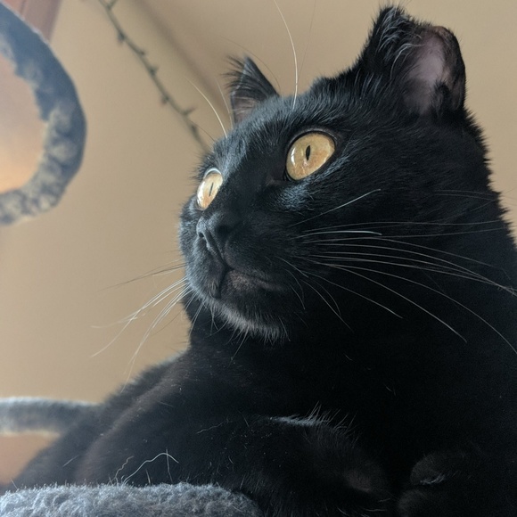 Meet your Posher, Briana - Picture 3 of 5